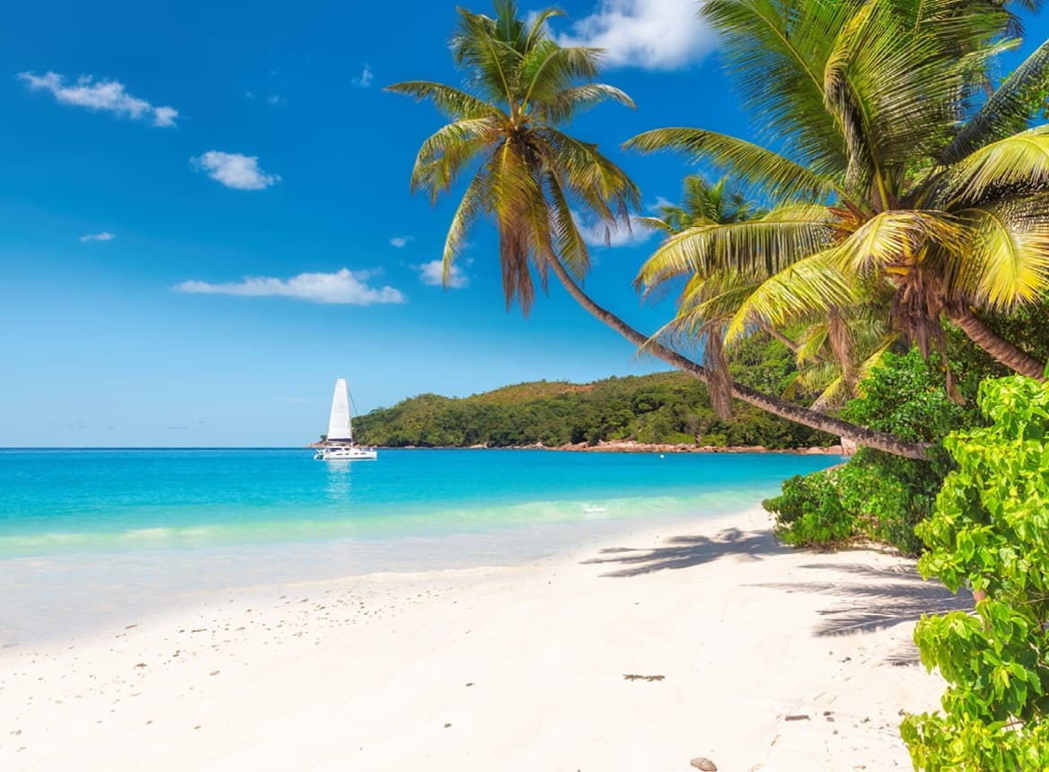 Jamaica: Beach and Palm Trees